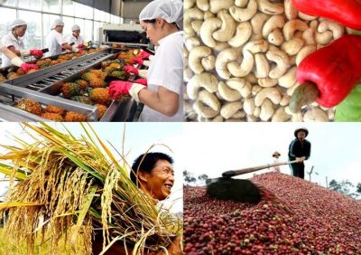 Thu mua, xuất khẩu, nhập khẩu nông sản uy tín chất lượng giá tốt nhất tại Hà Nội