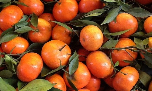 Cách nhận biết cam canh Việt Nam và cam canh Trung Quốc