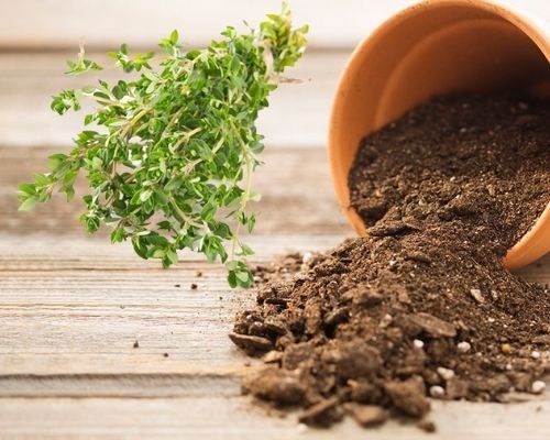 cách trồng cỏ xạ hương