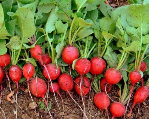 cách trồng củ cải đỏ