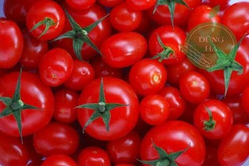 Thông tin về cà chua