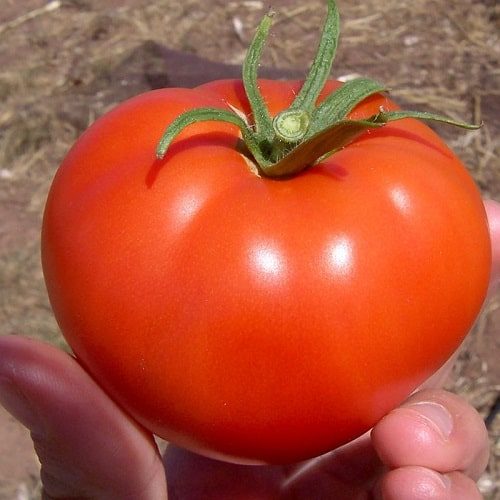 Trái cà chua beef tươi ngon