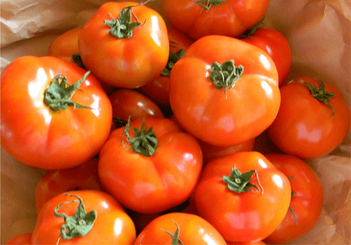 Cà chua beef mẫu mã đẹp