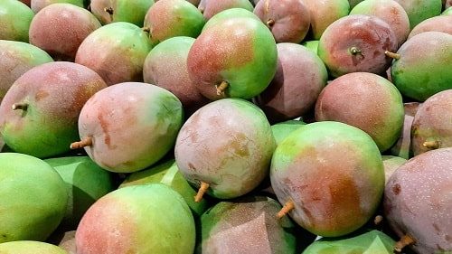 Xoài Úc - Trái cây xuất khẩu số 1 tại Việt Nam thịt Vàng Thơm