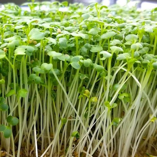 trồng rau mầm củ cải trắng