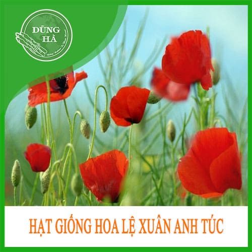 hat giong hoa le xuan anh tuc