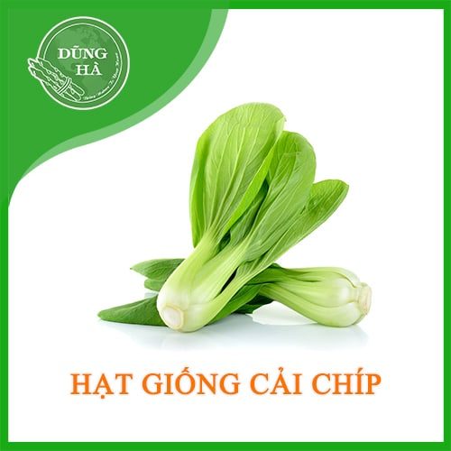 hat giong cai chip