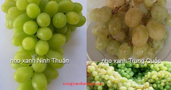giá nho xanh Ninh Thuận
